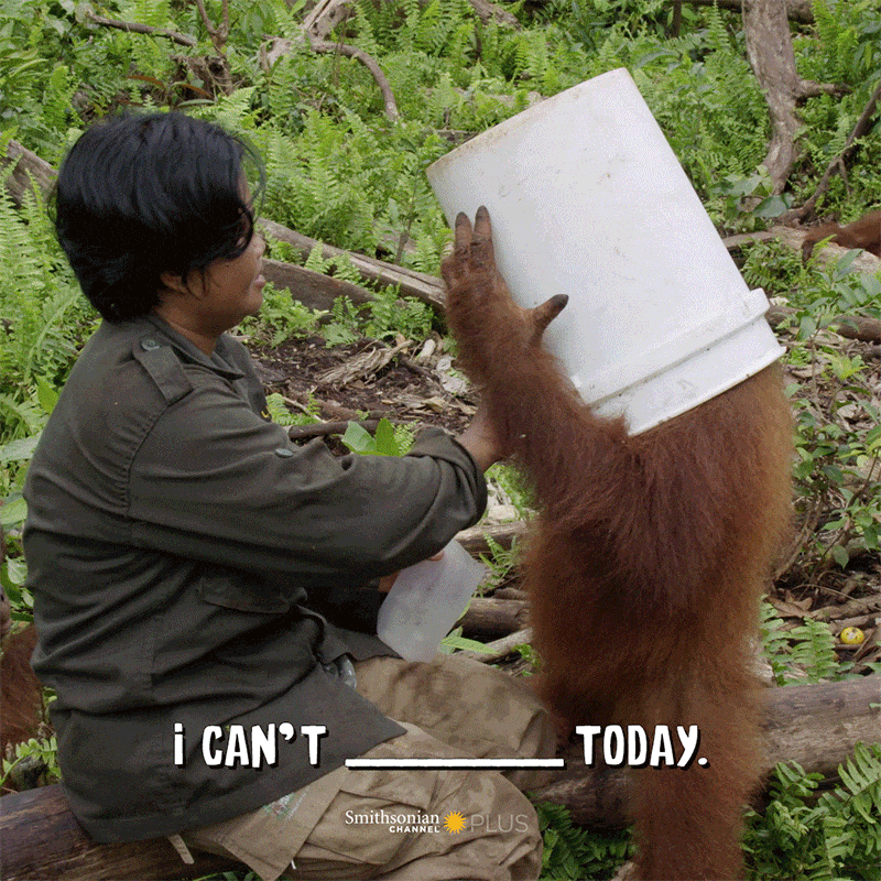 Orangutan Jungle School Memes